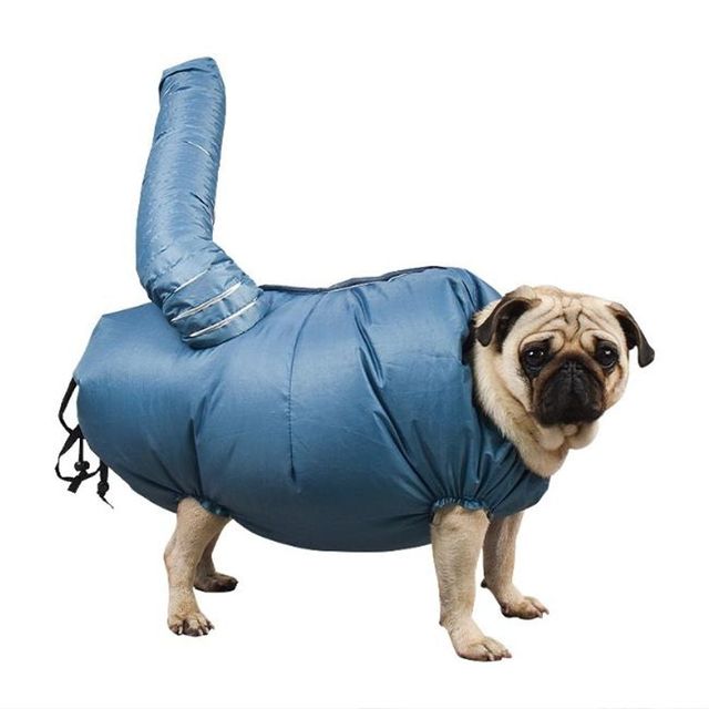 반려동물 전용 목욕 드라이룸 강아지 고양이 드라이기