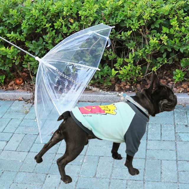 투명 강아지 우산 애견 산책용품 비 오는 날 필수 아이템