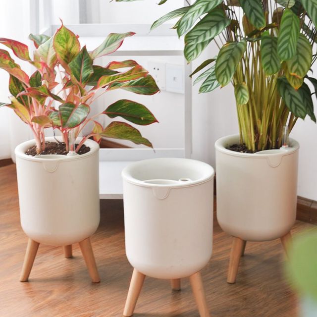 실내 인테리어 화분 다육식물 탁상 거실 베란다 장식용