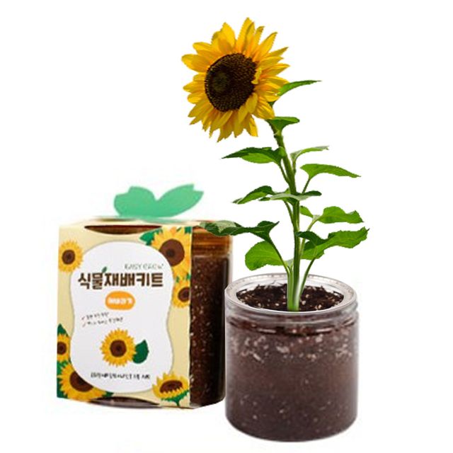 식물키우기 11종 재배키트 미니화분 꽃피우기 만들기