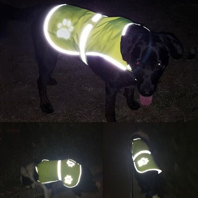 강아지 야간 산책조끼 현광 안전조끼 방수 애견 XL2XL