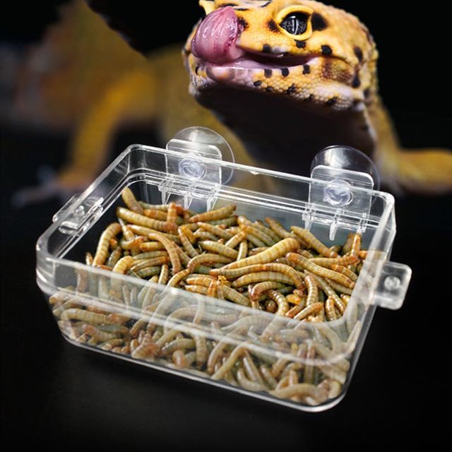 크레스티드게코 탈출방지 먹이기 투명 사육장 소형