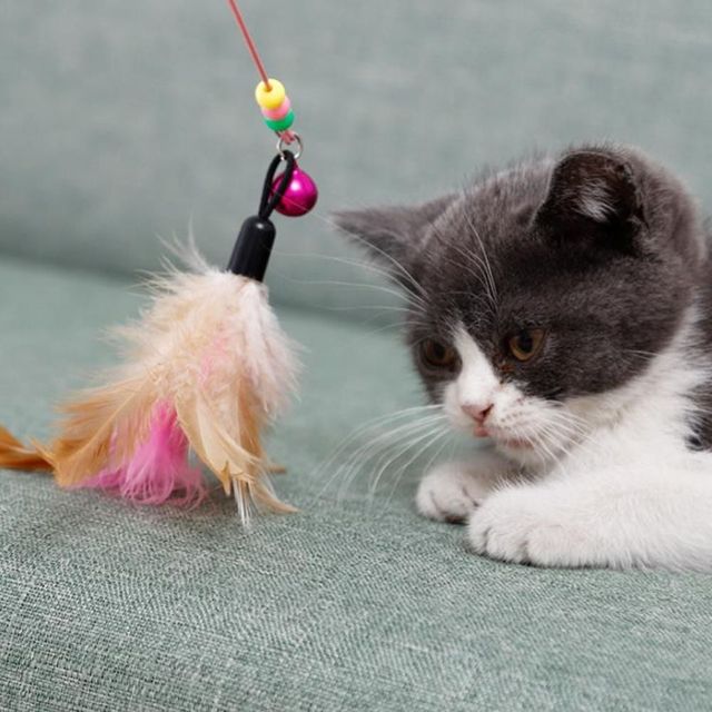 고양이 장난감 낚싯대 캣닙 애완용품 놀이용