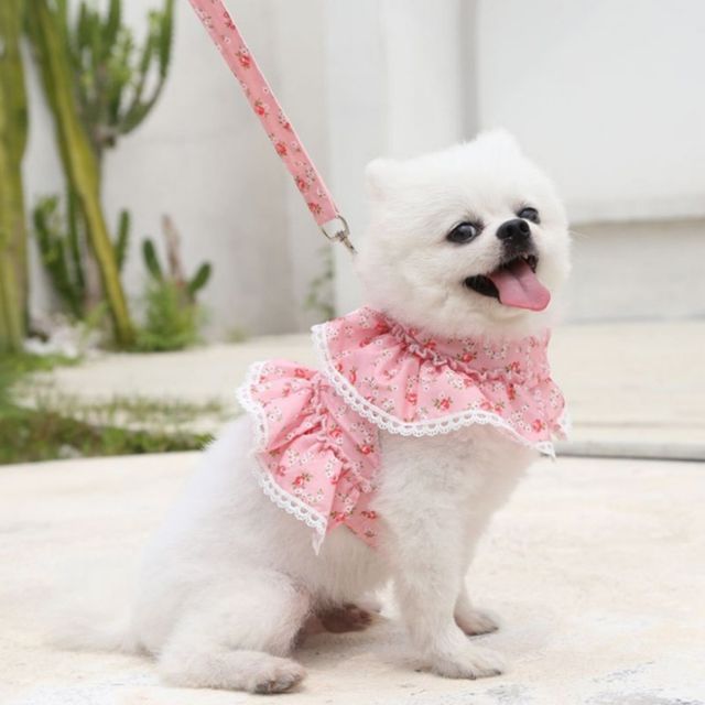 플라워 레이스 강아지 고양이 하네스 GOT-1005871