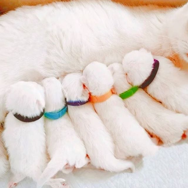 반려동물 출산 식별 컬러 숫자 태그 12종 세트