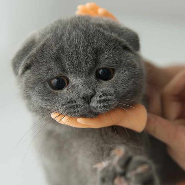 DGITEM 핑거핸드 고양이 장난감 인스타 틱톡 손가락