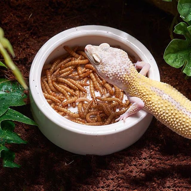 파충류 도자기 밥그릇 물그릇 식기 원형 대형