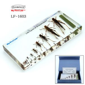 LF-1603 성장표본 메뚜기
