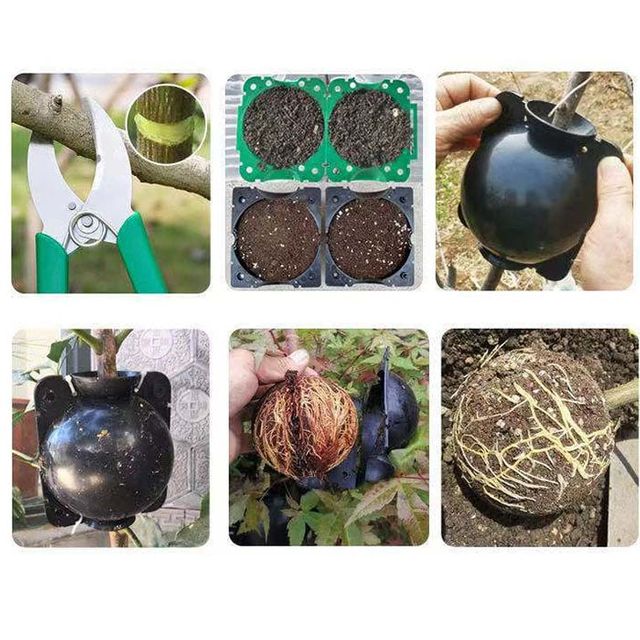 식물 뿌리 번식 용기 5P 파종 보육 생근기 상자 중형