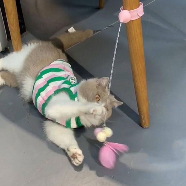 PET 착감김 고양이 장난감 깃털 낚시대 사냥놀이