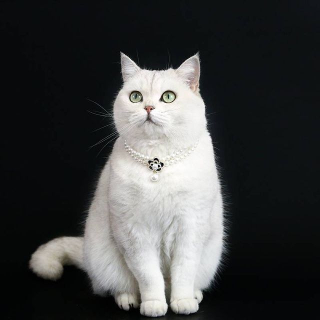 고양이 진주 목걸이 강아지 반려동물 장식 플라워 펜던트