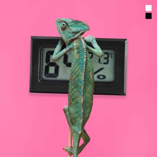 키밍 정밀 디지털 온습도계 반려동물 관리용 실내온도계