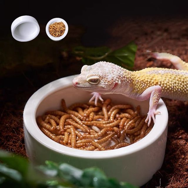 파충류 도자기 밥그릇 물그릇 식기 원형 소형 중형