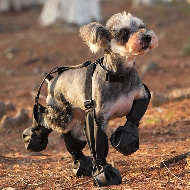 사계절 강아지 외출 신발 반려동물 방수 장화 블랙 S