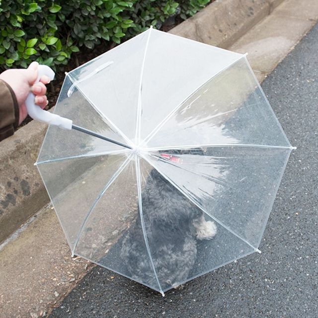 강아지 투명 우산 산책용 애견용품 비 오는 날 필수 아이템