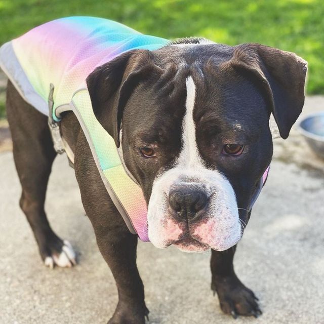 반려동물 쿨링 조끼 강아지 여름 산책용 쿨베스트