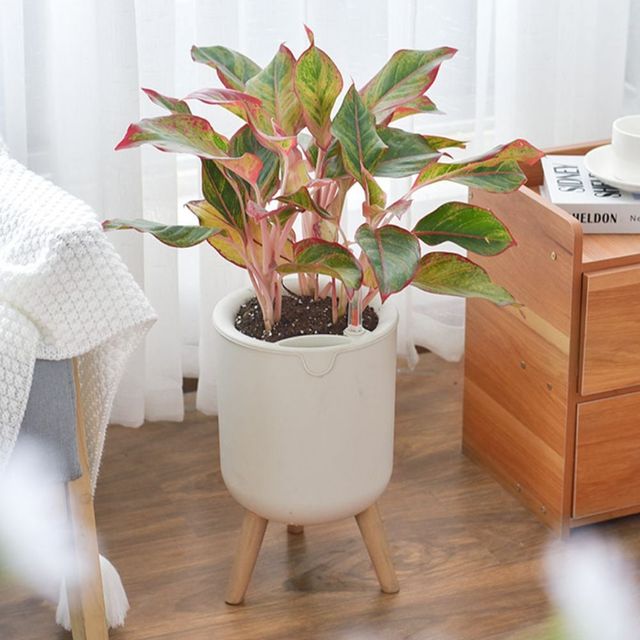 실내 인테리어 다육 화분 탁상용 거실 베란다 장식용