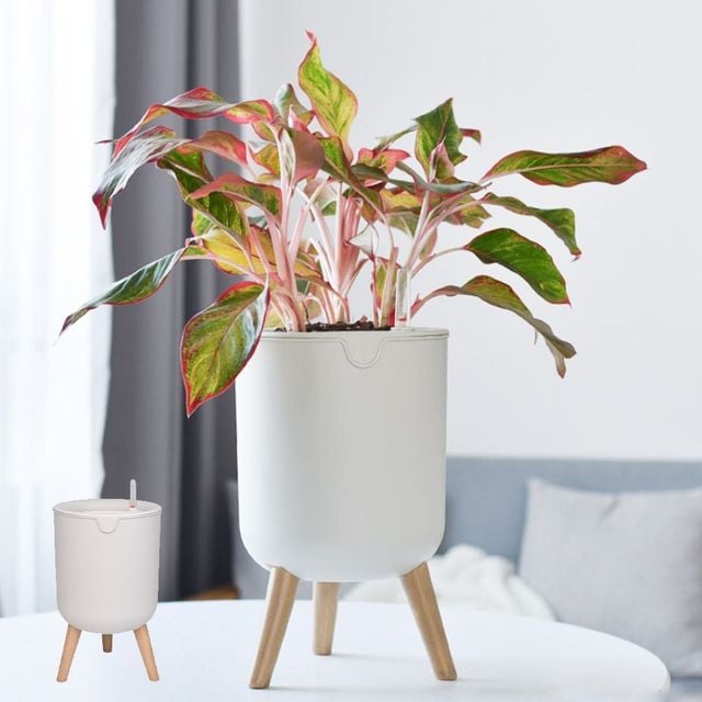 키밍 실내 인테리어 화분 다육 식물 탁상용 거실 베란다 장식용