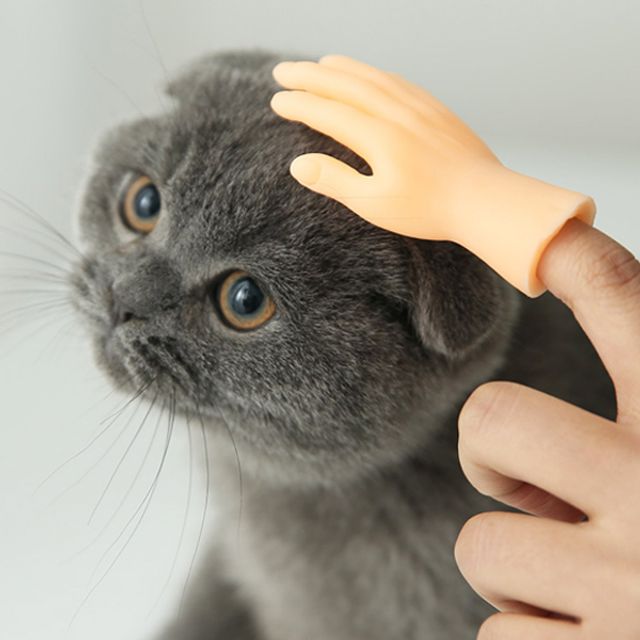 DGITEM 핑거핸드 고양이 장난감 인스타 틱톡 손가락
