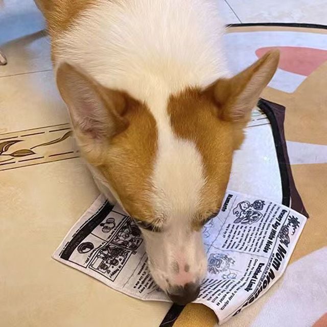 반려동물 소리나는 신문지 장난감 HM-1007335