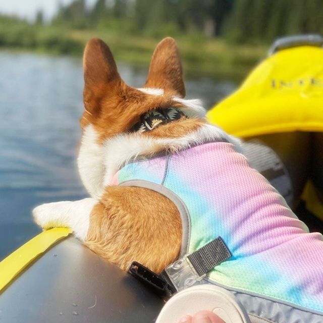 반려동물 여름 쿨링 조끼 강아지 산책용 냉감 조끼