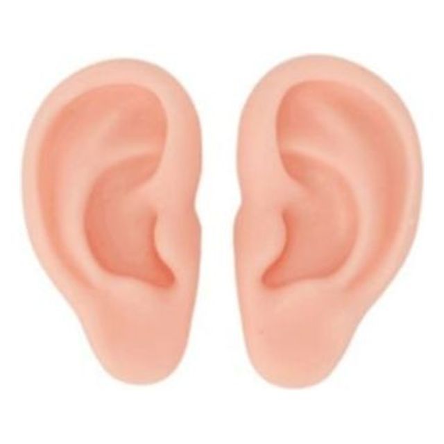 실리콘 귀모형 세트 교육용 귀걸이 전시용품