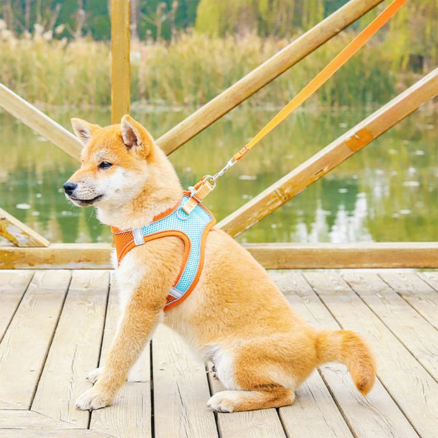 강아지 산책 하네스 가슴줄 목줄 리드줄 세트 GB-1007067