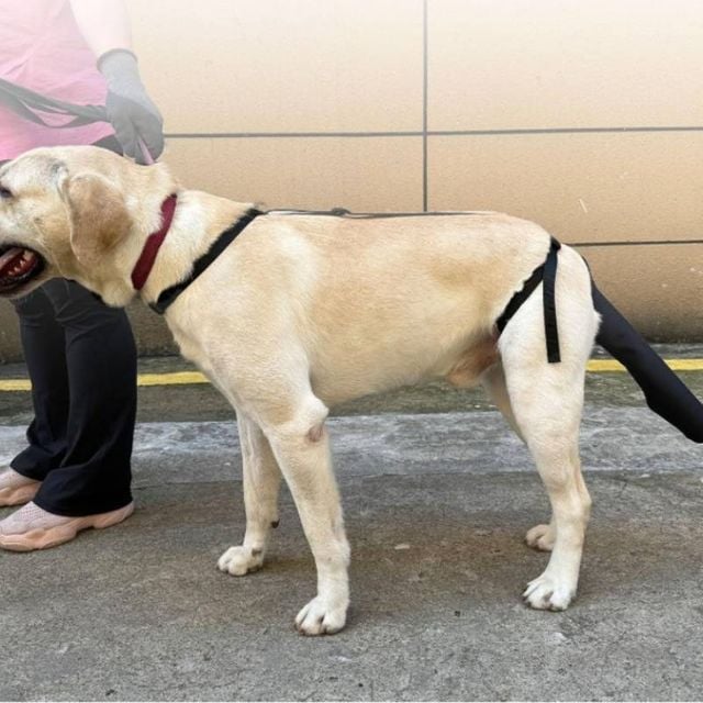 강아지 꼬리 보호대 미용 치료 핥기 방지 조절가능 커버