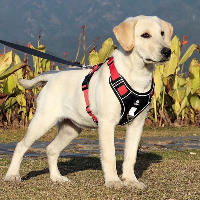 사계절 반려동물 가슴줄 및 산책줄 애견용품