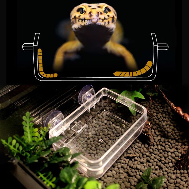 크레스티드게코 탈출방지 먹이기 투명 사육장 대형