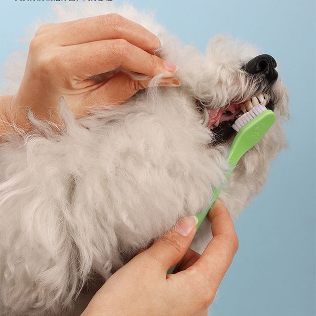 반려동물 컬러스틱 양면 2타입 칫솔 H-00075