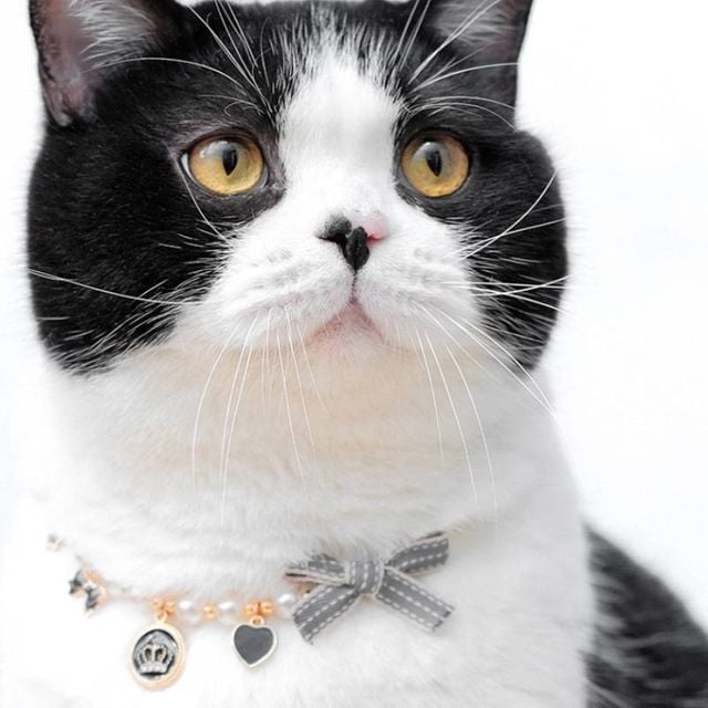 고양이 리본 진주 목걸이 반려동물 강아지 패션 악세사리