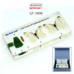 LF-1606 성장표본 배추흰나비