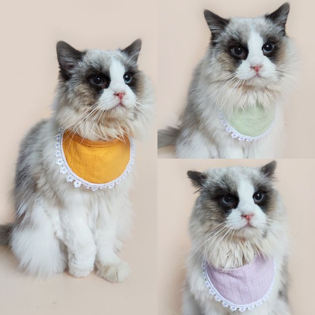 애견 애묘 턱받이 케이프 OSM-1005877