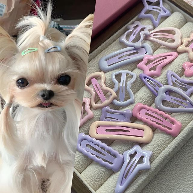 반려동물 젤리파스텔 헤어핀 세트 5종 H-00078