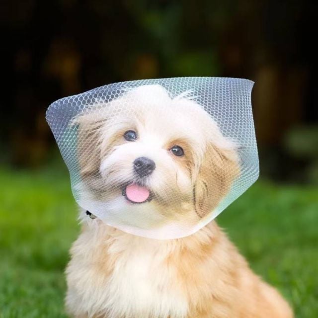 강아지 외출 메쉬 얼굴망사 3p 산책 얼굴망 머리망 헤드커버