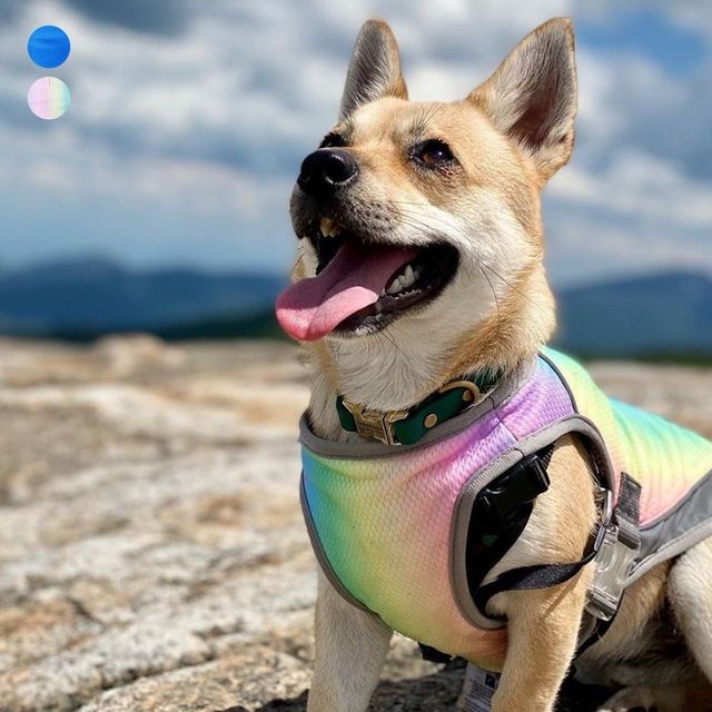 키밍 반려동물 쿨링 조끼 강아지 여름 산책용 베스트