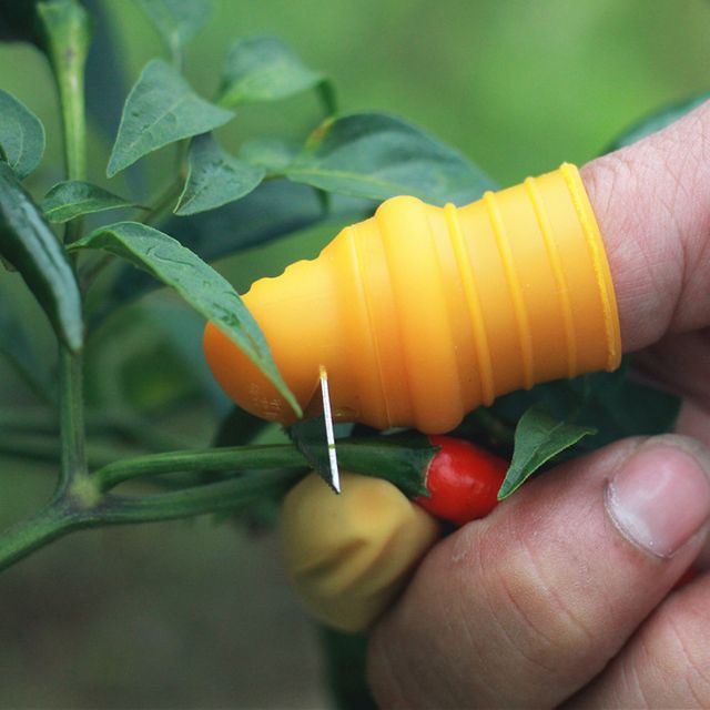 고추 채소 야채 수확 따기 톱날 엄지 엄지칼
