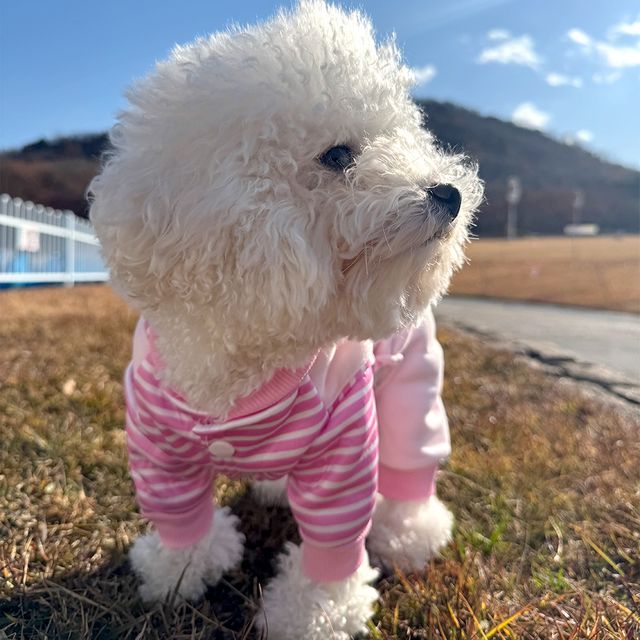 스트라이프 오리 멜빵 올인원 하네스 HM-1005054