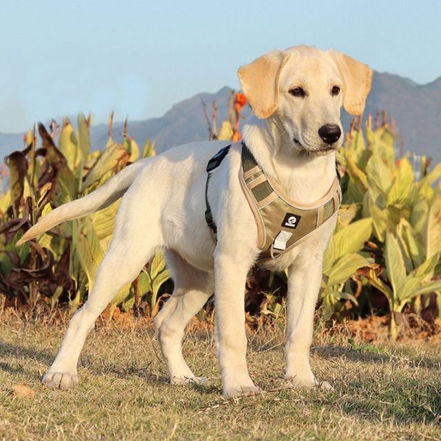 사계절 반려동물 가슴줄 몸줄 산책줄 애견용품