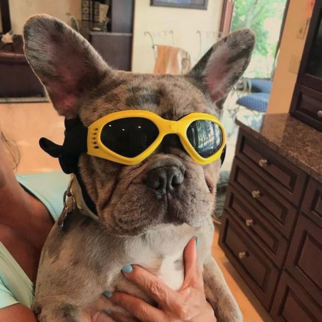 애견용 UV 차단 선글라스 반사경