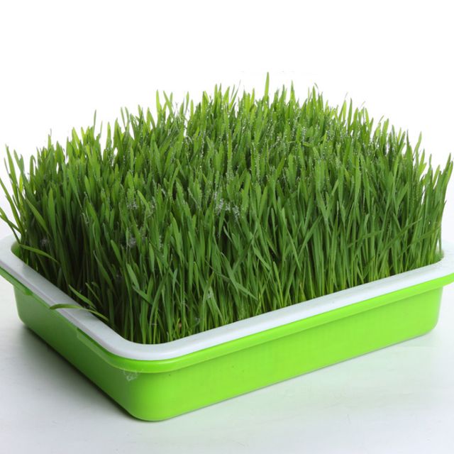 새싹 채소 키우기 새싹보리 보리싹 밀 싹 수경 재배