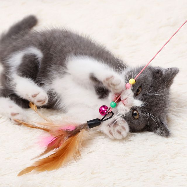 PET 고양이 낚시대 장난감