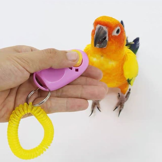 키밍 앵무새 주의집중 훈련 클릭커 장난갑 조류훈련