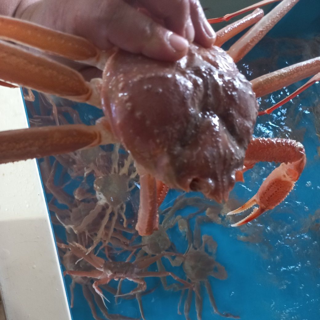 동해안 고급대게(중 9.5 ~ 10cm 340g내외)