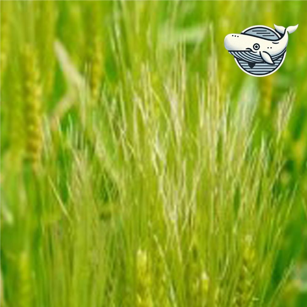 한국 재래종 청보리 원예 씨앗 종자 600g