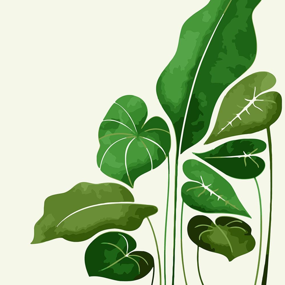 하모니아트 DIY 유화그리기 세트 40x50cm 몬스테라