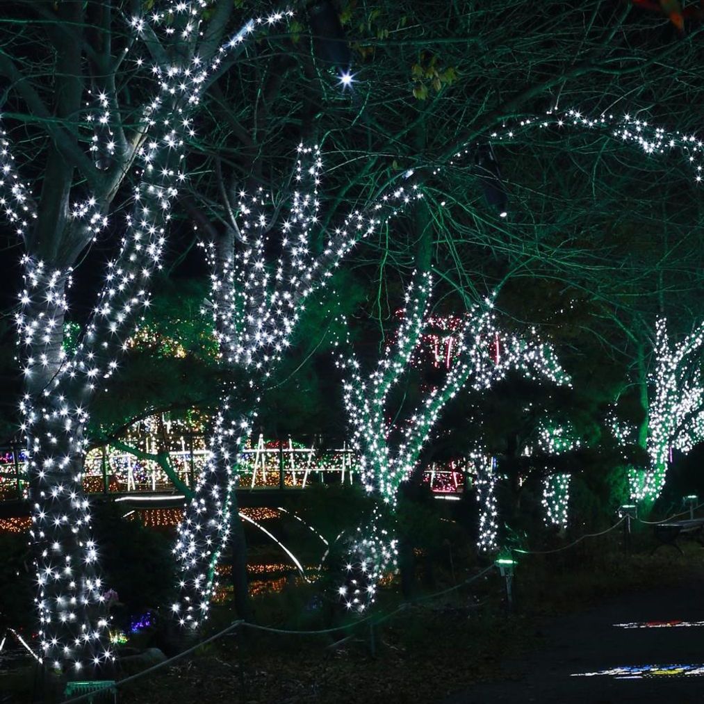 녹색선 LED 백색 지니전구 50구 (5M)