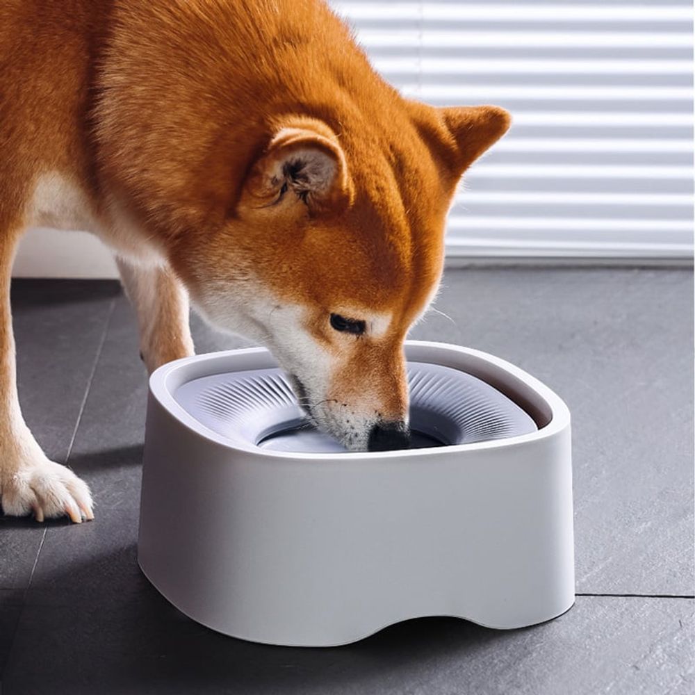 강아지 식기 물그릇 기본 반려동물 데이 고양이