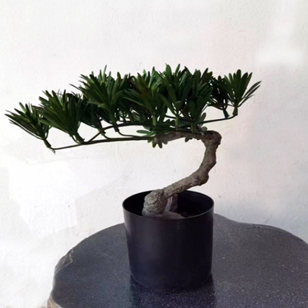 30cm 나한송 조화나무 10P